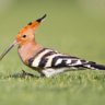 Hoopoe