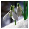 Snowdrop