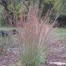 Little Bluestem