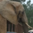 ElephantNerd